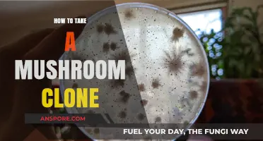 Mastering Mushroom Cloning: A Step-by-Step Guide to Perfect Clones