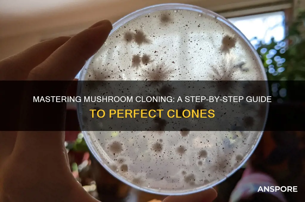 how to take a mushroom clone