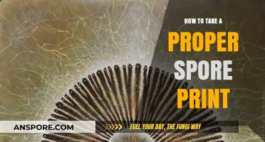 Mastering Spore Prints: A Step-by-Step Guide for Accurate Results