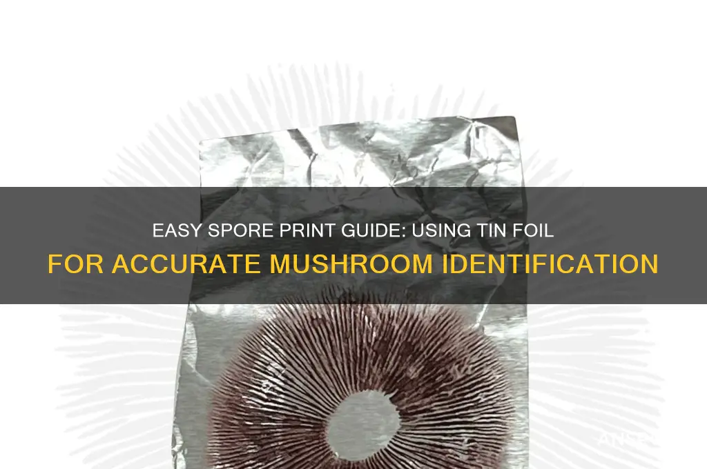 how to take a spore print with tin foil