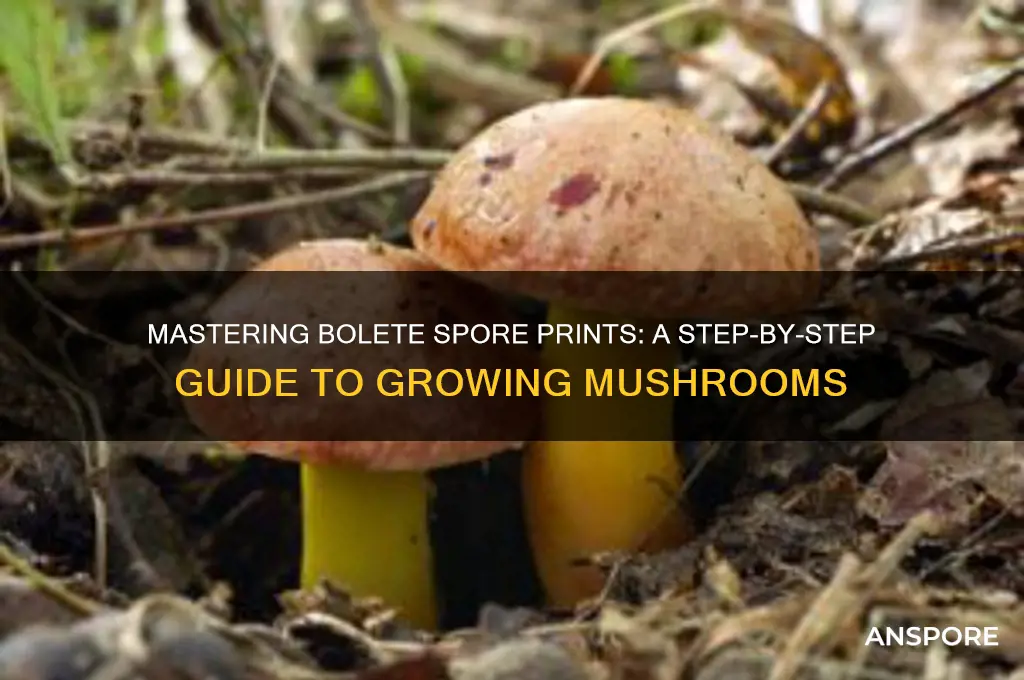 how to take bolete spore print to grow