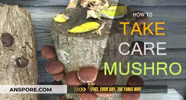 The Ultimate Guide to Nurturing Mushrooms