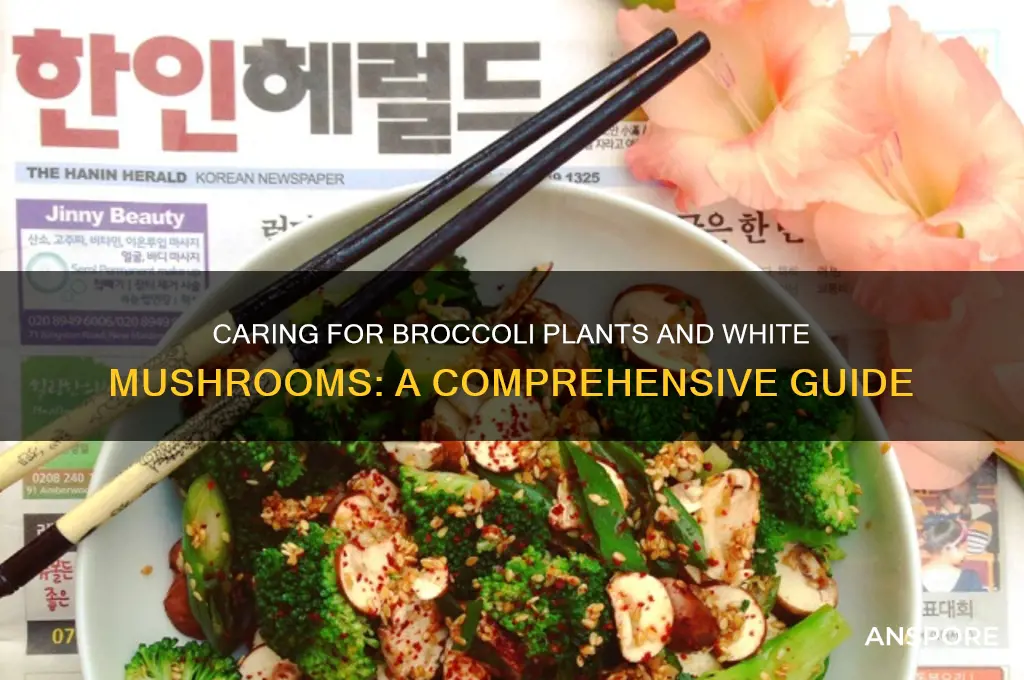 how to take care of a broccoli plant white mushroom