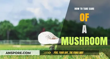 Essential Tips for Growing and Caring for Healthy Mushrooms