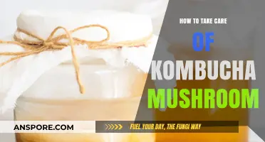 Mastering Kombucha Care: Tips for Healthy SCOBY Maintenance