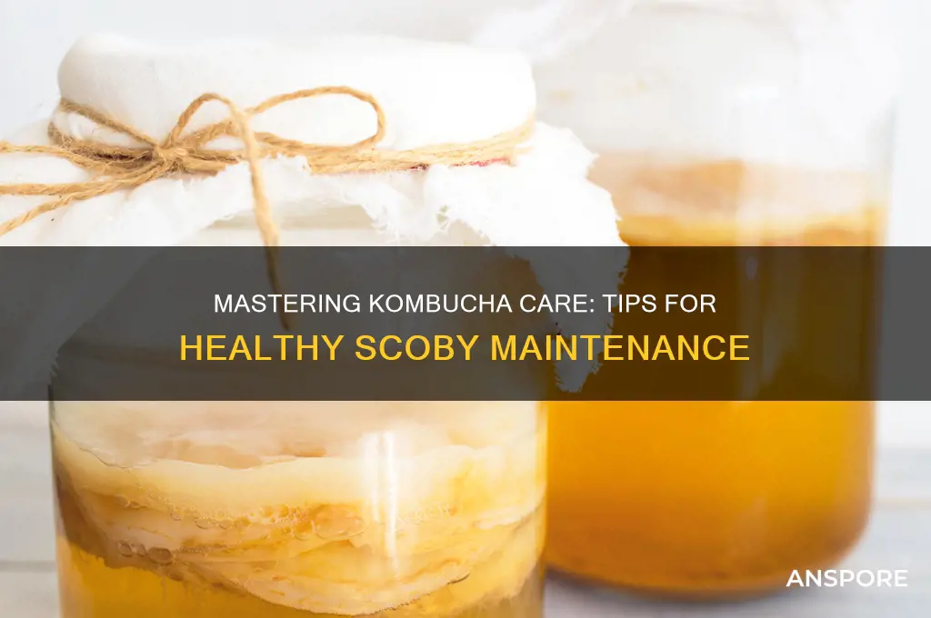 how to take care of kombucha mushroom
