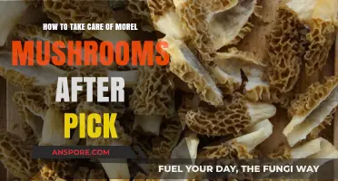 Post-Pick Morel Care: Essential Tips for Preserving Freshness and Flavor