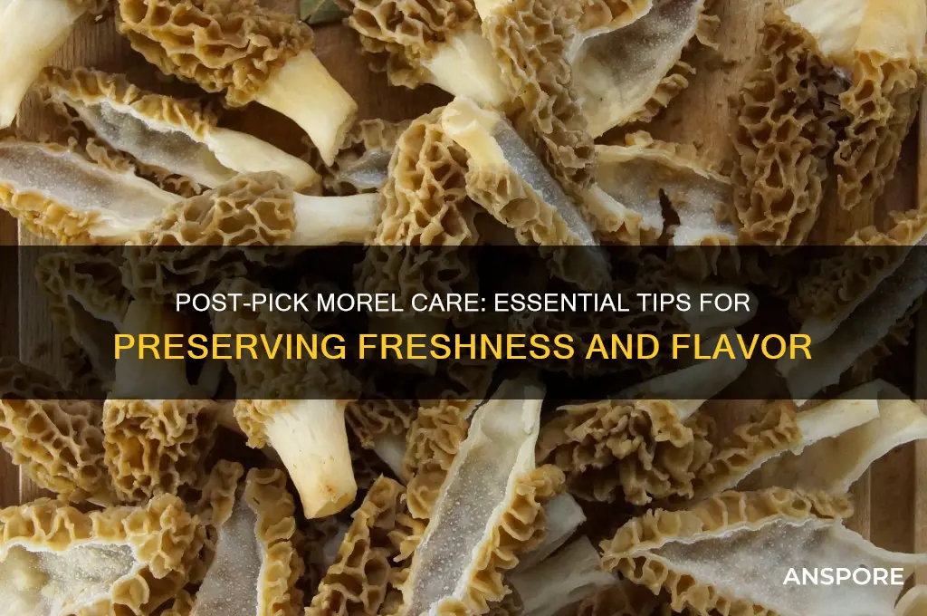 how to take care of morel mushrooms after pick