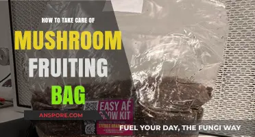 Caring for Your Mushroom Fruiting Bag: Essential Tips for Success