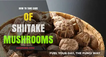 Shiitake Mushroom Care: Essential Tips for Healthy, Flavorful Harvests
