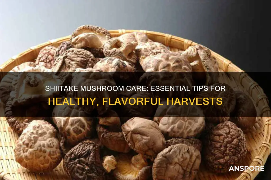 how to take care of shiitake mushrooms