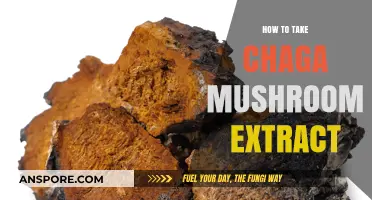 Unlocking Chaga's Benefits: A Simple Guide to Taking Mushroom Extract
