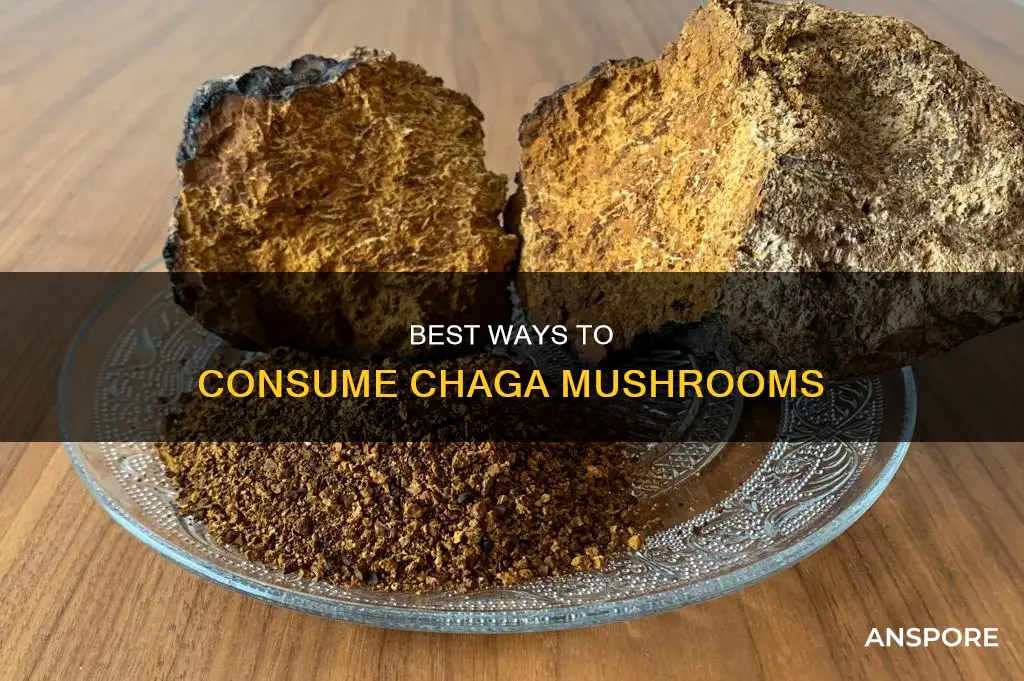 how to take chaga mushroom