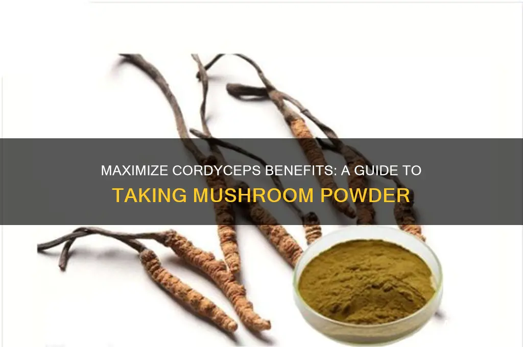 how to take cordyceps mushroom powder