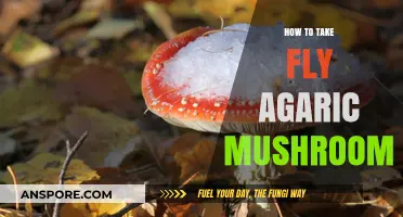 Exploring Fly Agaric: Safe Consumption Methods and Important Considerations