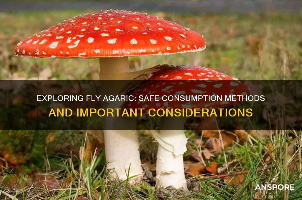 how to take fly agaric mushroom