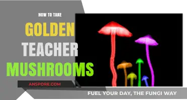Mastering the Art of Consuming Golden Teacher Mushrooms Safely