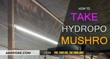 Grow Hydroponic Mushrooms: A Step-by-Step Guide