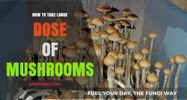 Mastering High-Dose Mushroom Experiences: Essential Tips for Safe Exploration