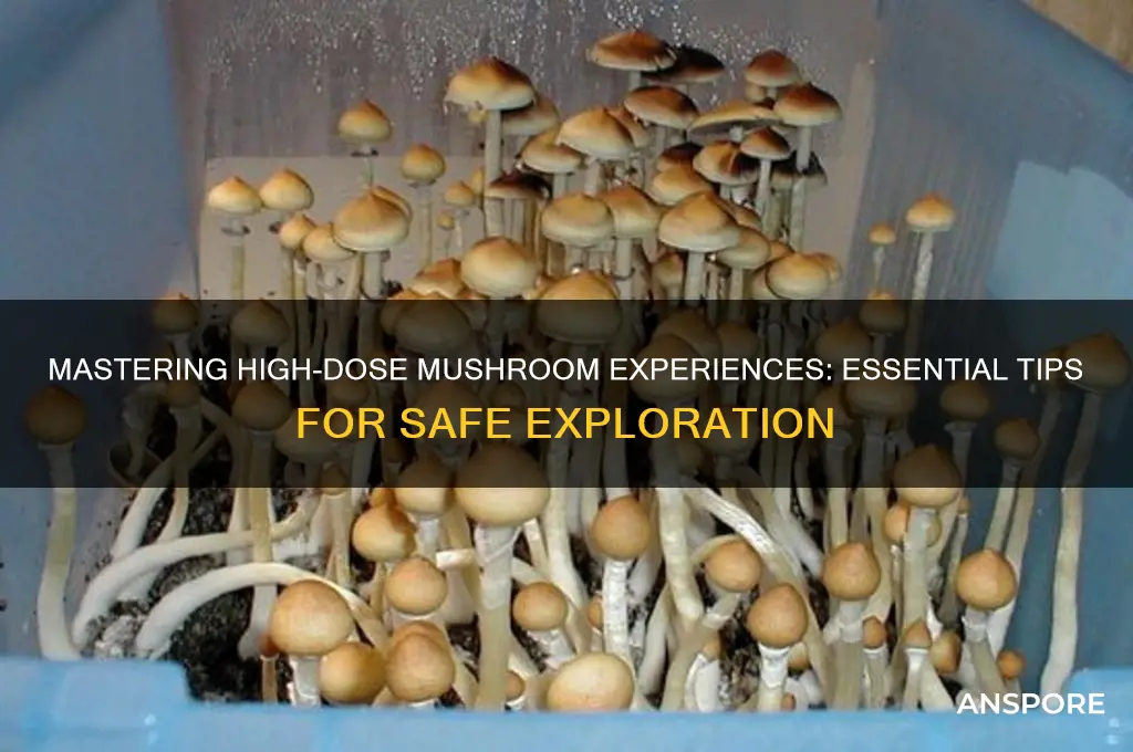 how to take large dose of mushrooms