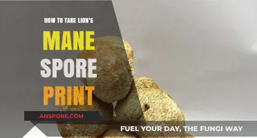 Mastering Lion's Mane Spore Prints: A Step-by-Step Guide for Beginners