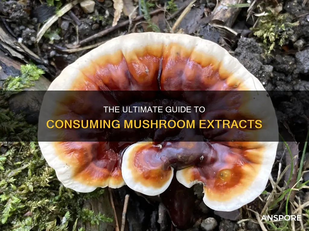 how to take mushroom extract