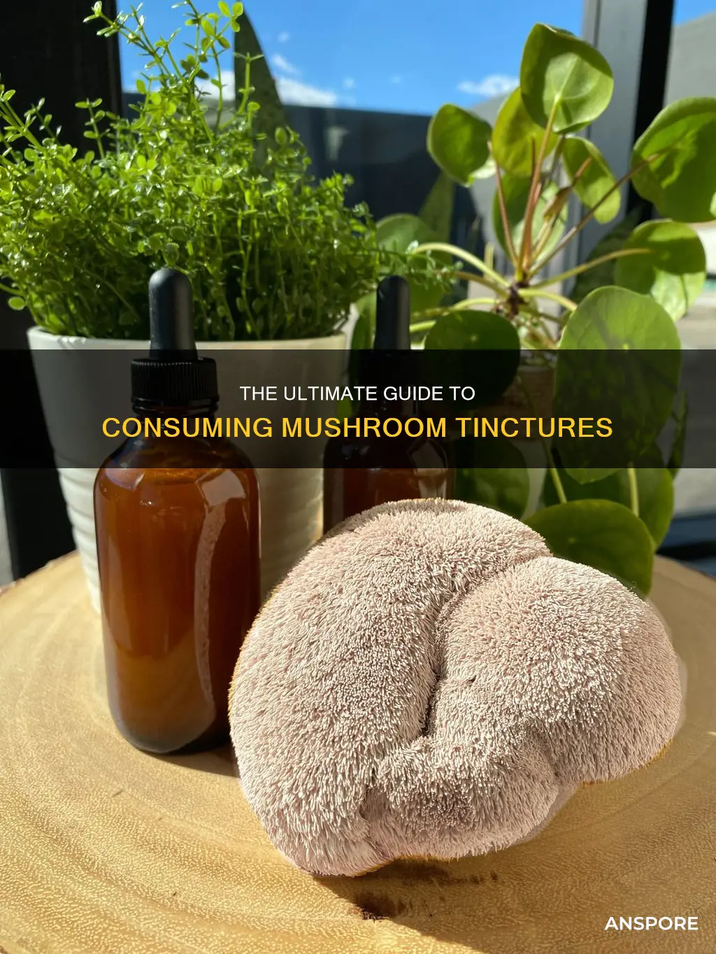 how to take mushroom tincture