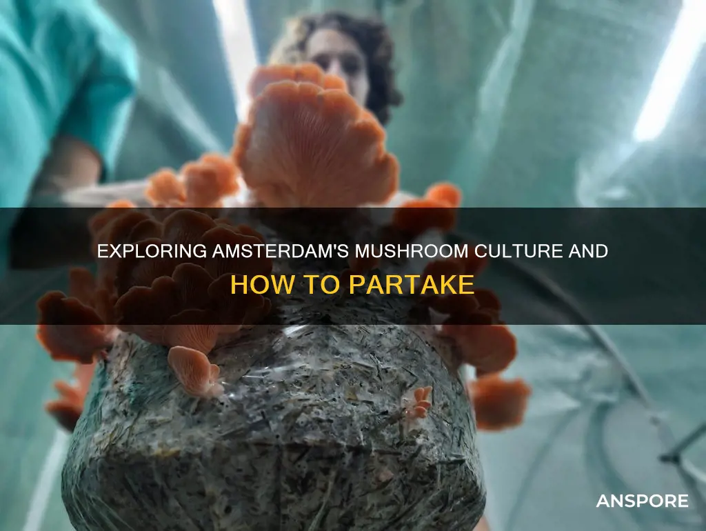 how to take mushrooms amsterdam