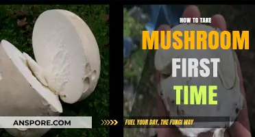 First-Time Mushroom Guide: Safe, Informed, and Mindful Trip Preparation