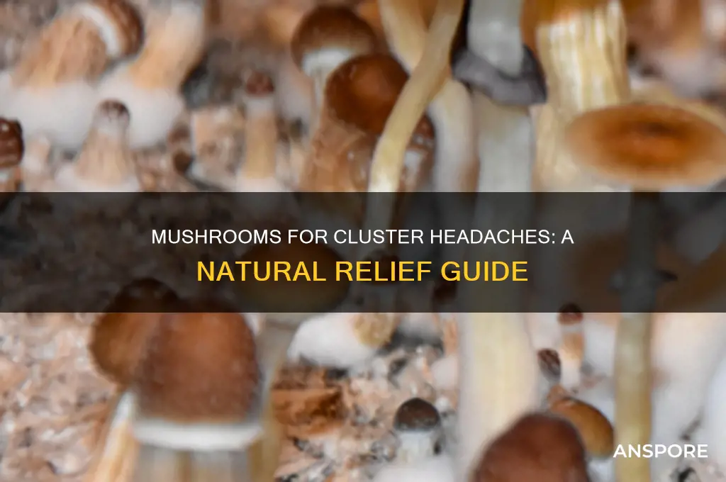 how to take mushrooms for cluster headaches