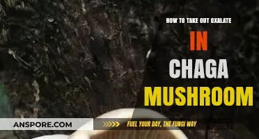 Effective Methods to Remove Oxalates from Chaga Mushrooms Safely