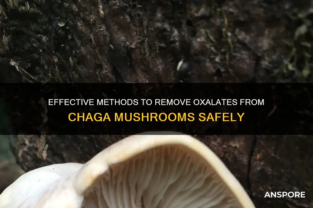 how to take out oxalate in chaga mushrooms