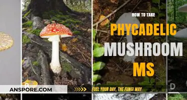 Exploring Psychedelic Mushrooms: A Comprehensive Guide to Safe Consumption in MS