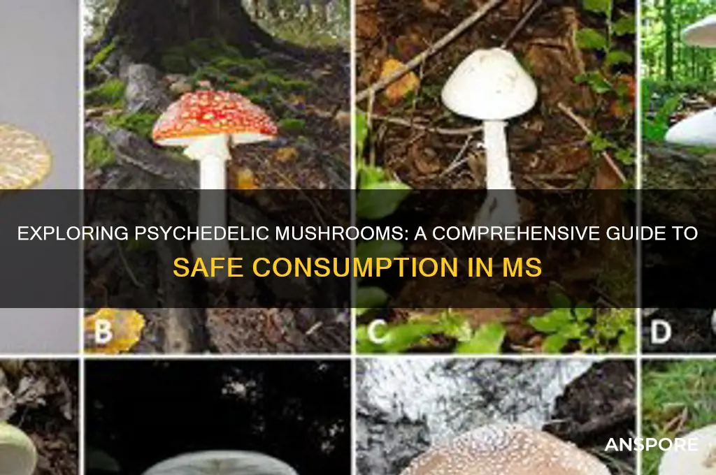 how to take phycadelic mushrooms ms