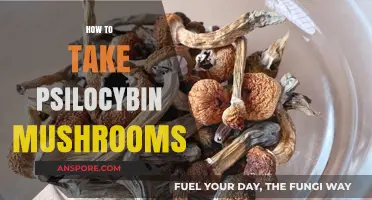 Exploring Psilocybin Mushrooms: A Beginner's Guide