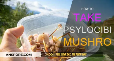 A Beginner's Guide to Taking Psilocybin Mushrooms