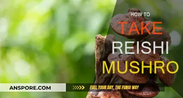 Reishi Mushroom: Best Ways to Consume It