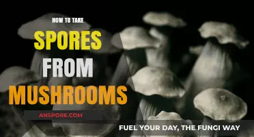 Mastering Mushroom Spore Collection: A Step-by-Step Guide for Beginners