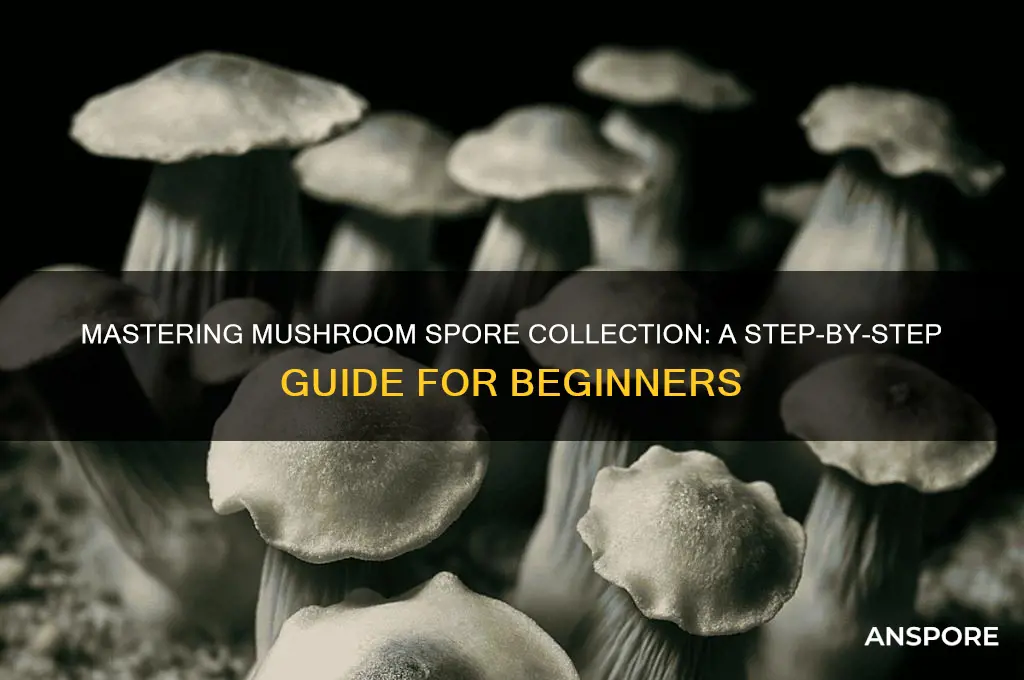 how to take spores from mushrooms