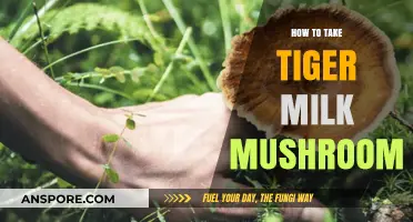Unlocking Tiger Milk Mushroom Benefits: A Complete Guide to Consumption