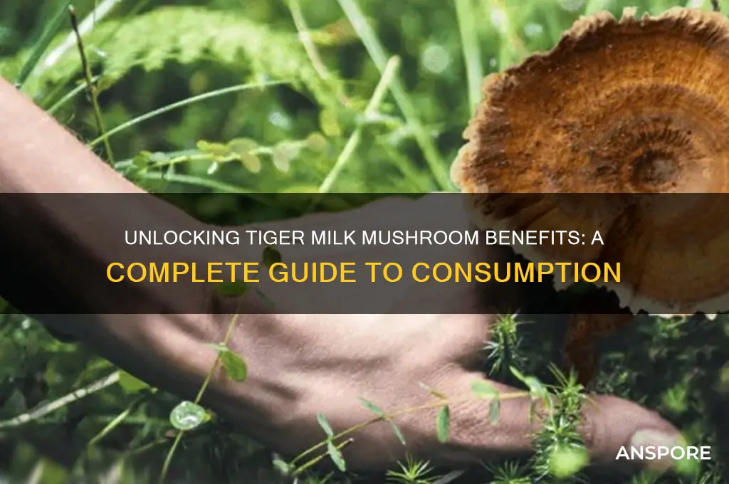 how to take tiger milk mushroom