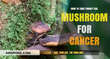 Turkey Tail Mushroom for Cancer: Dosage, Benefits, and Usage Guide