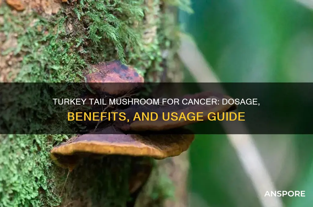 how to take turkey tail mushroom for cancer