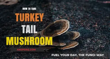 Unlocking Wellness: A Guide to Taking Turkey Tail Mushroom