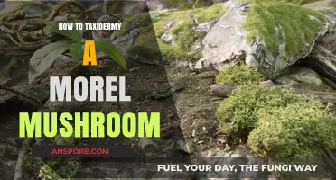 Preserving Nature's Delicacy: A Step-by-Step Guide to Taxidermy a Morel Mushroom