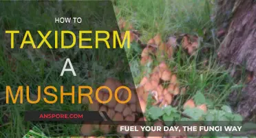 Preserving Fungi: The Art of Mushroom Taxidermy