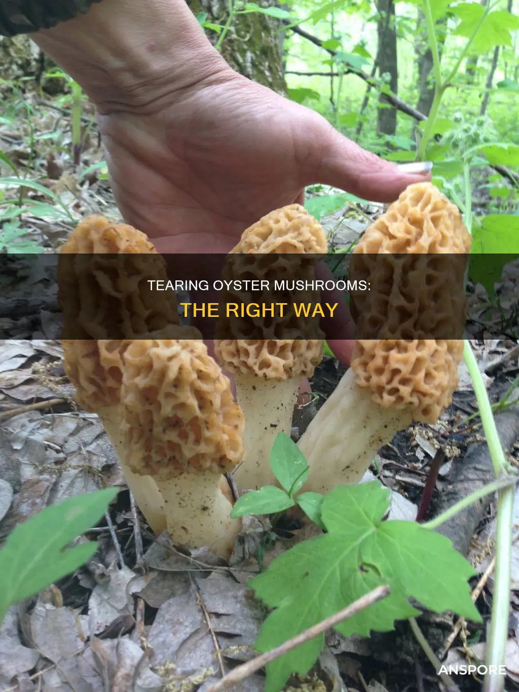 how to tear oyster mushrooms