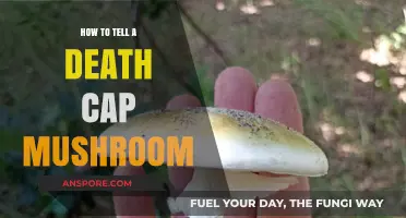 Identifying Deadly Death Cap Mushrooms: A Comprehensive Guide to Stay Safe