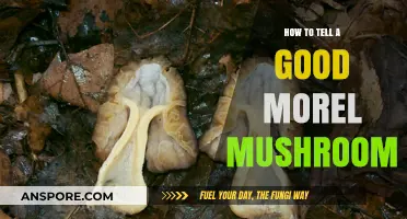 Identifying Perfect Morel Mushrooms: Expert Tips for Foraging Success