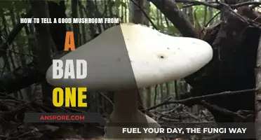 Identifying Edible Mushrooms: Safely Distinguish Good from Toxic Varieties